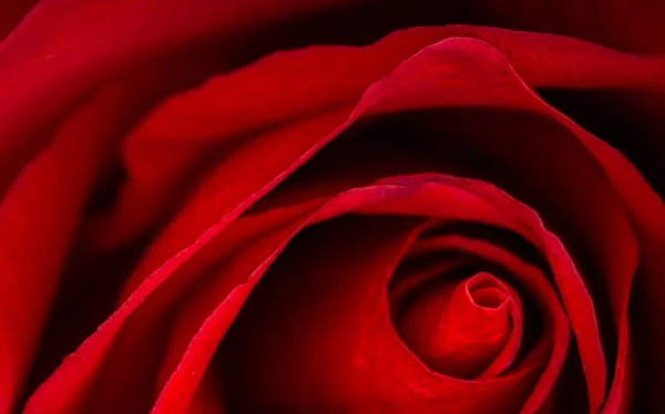 Beautiful close up of red rose — Stock Photo, Image