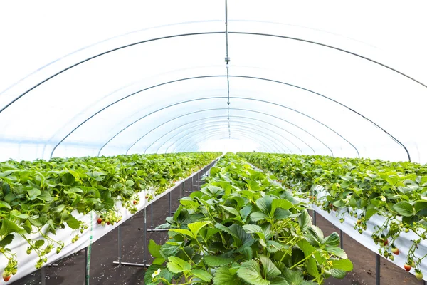 Strawberry field — Stock Photo, Image