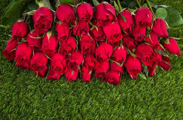 Czerwona róża na zielonym tle trawy — Zdjęcie stockowe