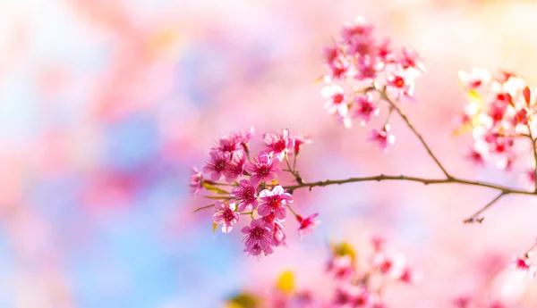 Beautiful pink flower blossom — Stock Photo, Image