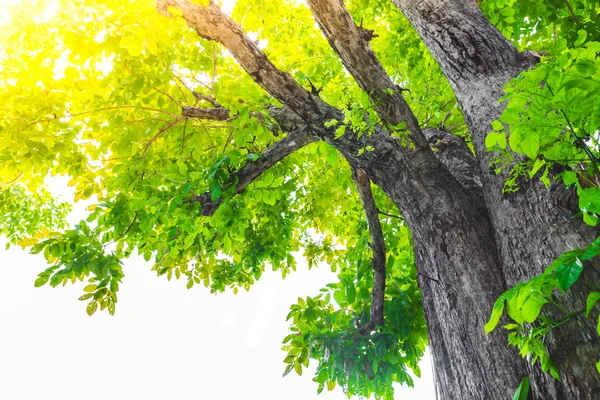Grüner Waldbaum mit Sonnenlicht — Stockfoto