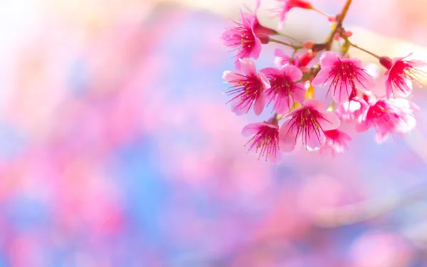 Beautiful pink flower blossom — Stock Photo, Image