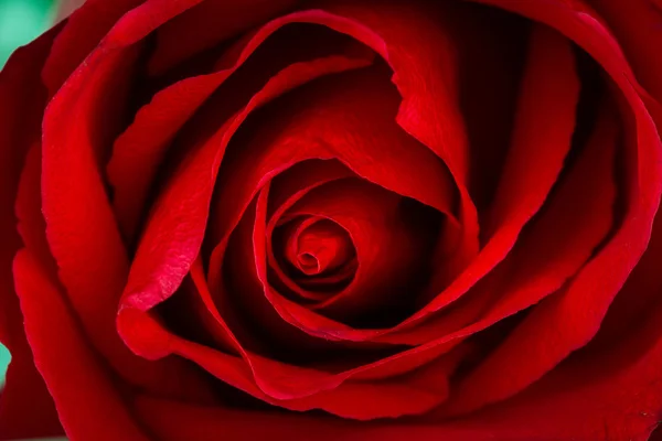 Szép piros rózsa közelről — Stock Fotó
