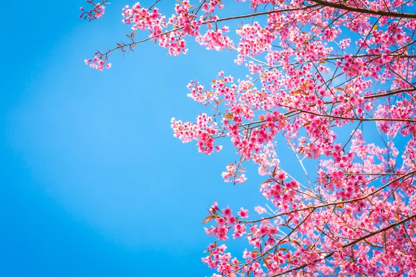 Beautiful pink flower blossom — Stock Photo, Image