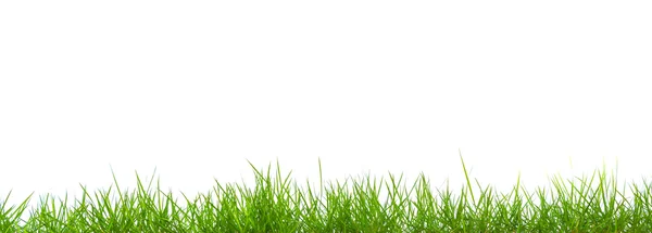 Primavera fresca verde grama panorama isolado no fundo branco . — Fotografia de Stock