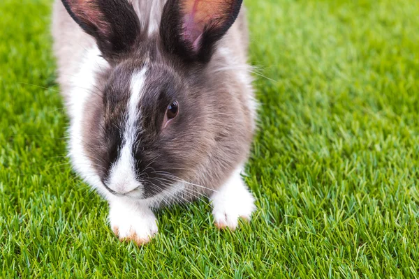 Rabbit in green grass — Stock Photo, Image