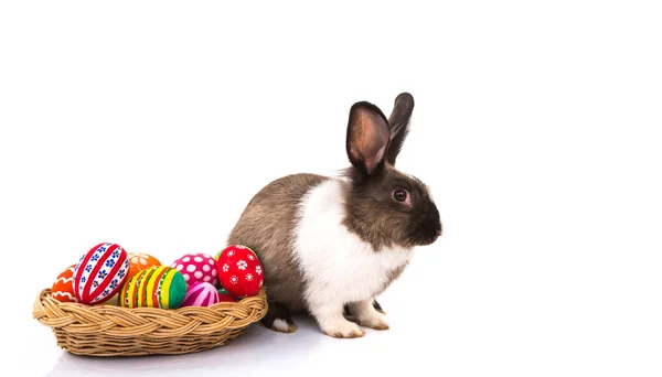 Rabbit with Easter eggs isolated on white background — Zdjęcie stockowe