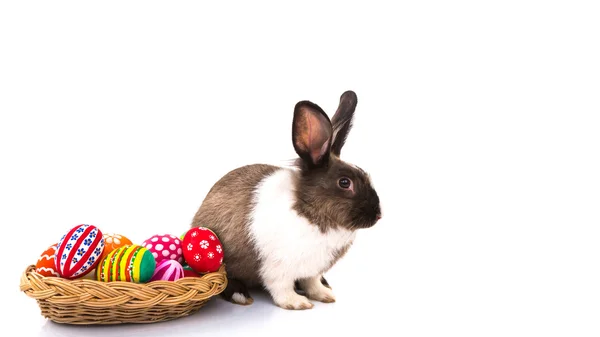 Lapin aux œufs de Pâques isolé sur fond blanc — Photo