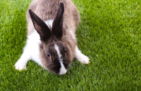 Rabbit in green grass — Stock Photo, Image