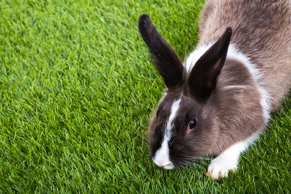 Rabbit in green grass — Stock Photo, Image