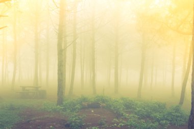 Forest tree during a foggy day ( Filtered image processed vintag clipart