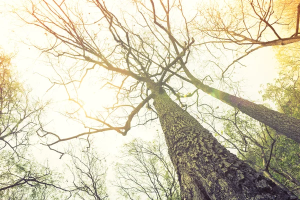 Waldbäume (Filterbild verarbeitet Vintage-Effekt. ) — Stockfoto