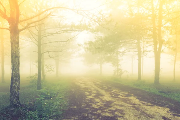 Forest tree during a foggy day ( Filtered image processed vintag — Stock Photo, Image