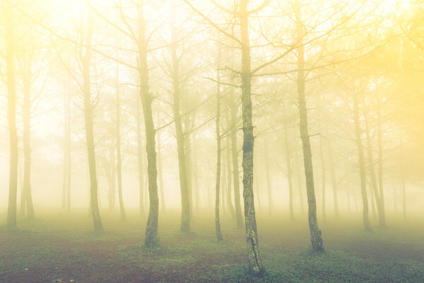 Forest tree during a foggy day ( Filtered image processed vintage effect. )