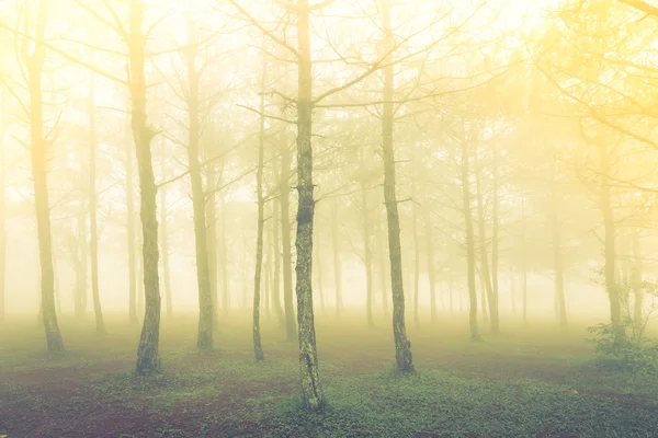 Forest tree tijdens een mistige dag (gefilterde afbeelding verwerkt vintag — Stockfoto