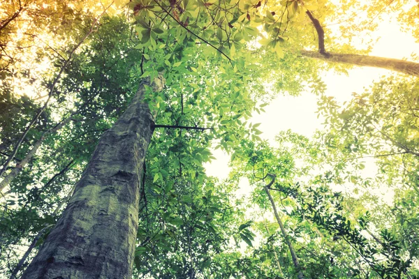 Waldbäume (Filterbild verarbeitet Vintage-Effekt. ) — Stockfoto