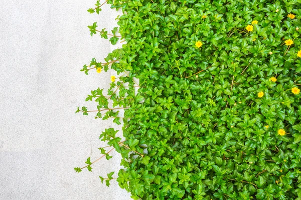 바위와 신선한 봄 녹색 잔디 — 스톡 사진