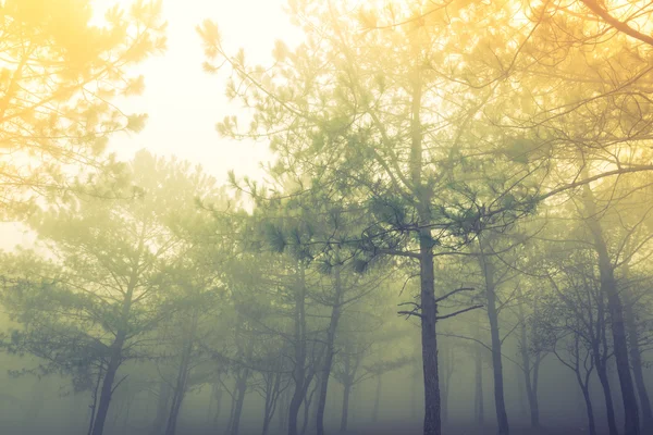Skogens träd under en dimmig dag (filtrerad bild bearbetas vintag — Stockfoto