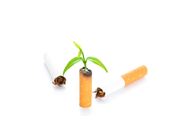 World No Tobacco Day : Cigarette and green newborn plant isolate — Stock Photo, Image