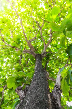 Güneş ışığıyla yeşil orman