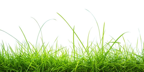 Fresh spring green grass panorama isolated on white background. — Stock Photo, Image