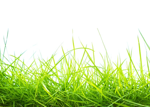 Fresco primavera verde erba panorama isolato su sfondo bianco . — Foto Stock