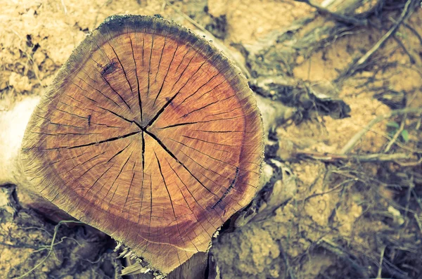 Tronco de árbol podrido (Imagen filtrada efecto vintage procesado . ) —  Fotos de Stock