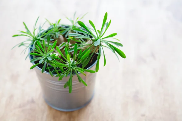 Cactus en la decoración del florero en la mesa de madera — Foto de Stock