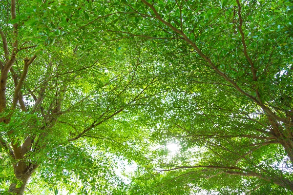 Bosque verde con luz solar — Foto de Stock