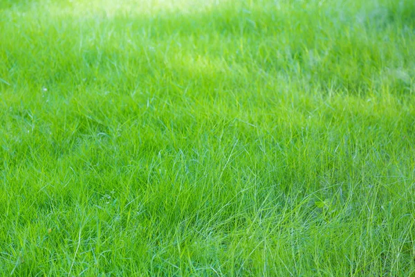Świeża wiosenna zielona trawa — Zdjęcie stockowe