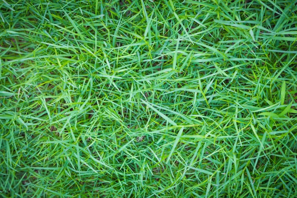 Fresh spring green grass — Stock Photo, Image