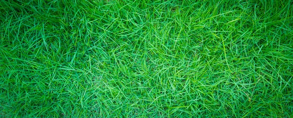 Erba verde primavera fresca — Foto Stock