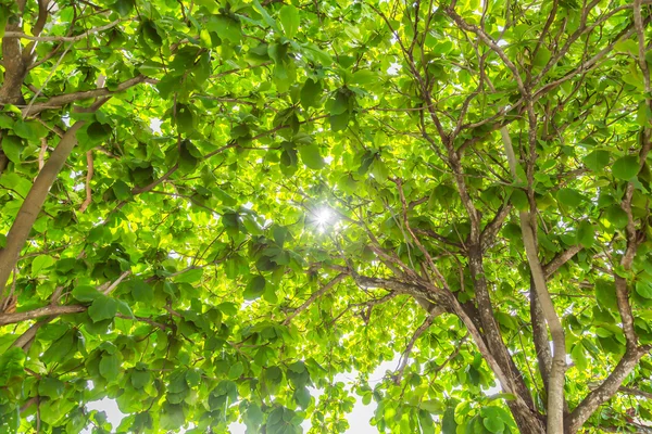 Foresta verde con luce solare — Foto Stock