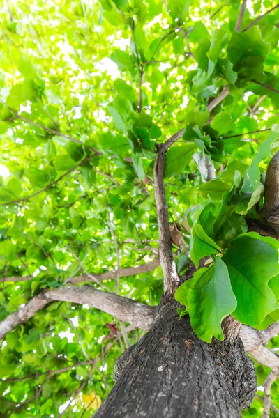 Foresta verde con luce solare — Foto Stock