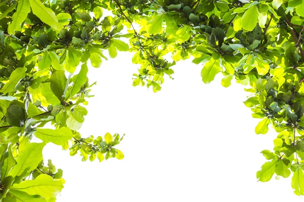 Bosque verde con luz solar — Foto de Stock