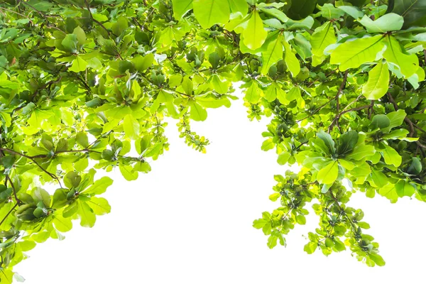 Groen bos met zonlicht — Stockfoto