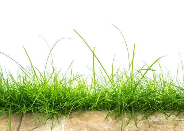 Fresh spring green grass panorama — Stock Photo, Image