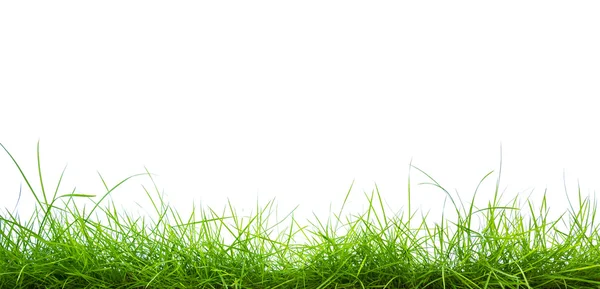 Fresh spring green grass panorama — Stock Photo, Image