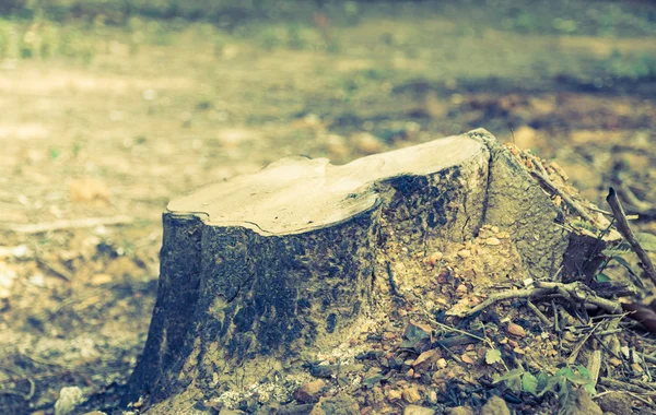 Гнилой ствол дерева — стоковое фото