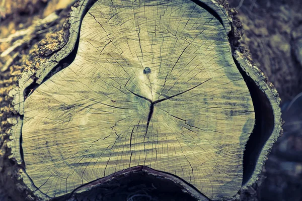 腐りかけの木の幹 — ストック写真