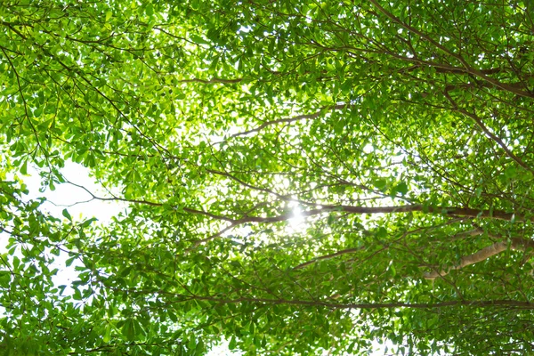 Foresta verde con luce solare — Foto Stock