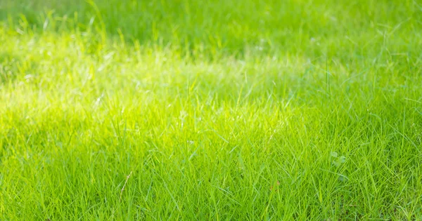 鲜春绿草的特写图像 — 图库照片