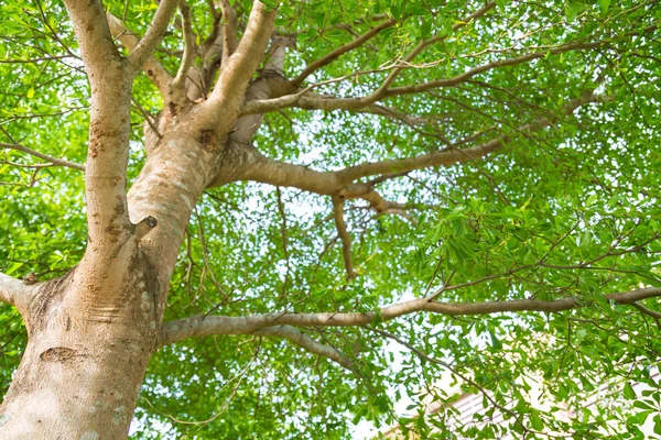 Bosque verde con luz solar — Foto de Stock