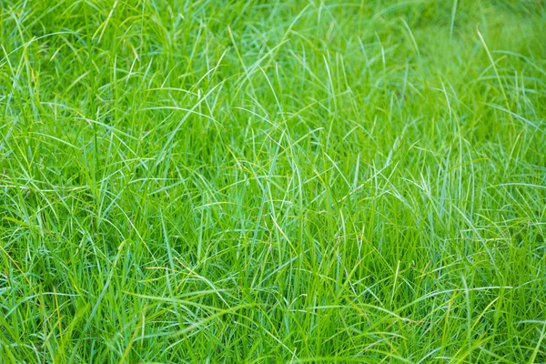 Imagen de cerca de la hierba verde de primavera fresca — Foto de Stock