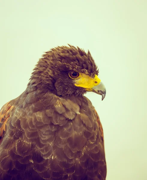 Golden Eagle ( Filtered image processed vintage effect. ) — Stock Photo, Image