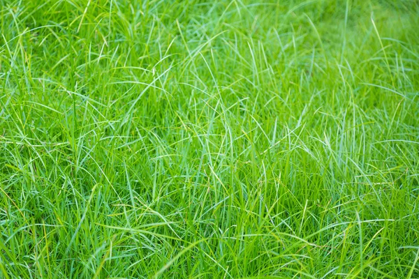 Imagen de cerca de la hierba verde de primavera fresca —  Fotos de Stock