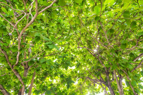 Grüner Wald mit Sonnenlicht — Stockfoto