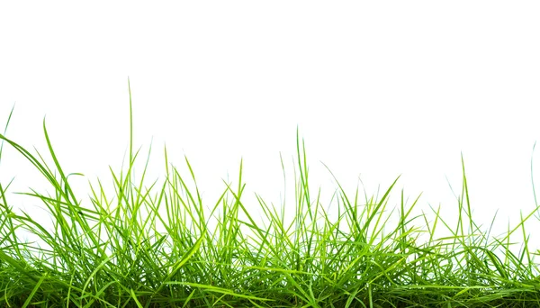 Panorama zielona trawa wiosna świeży na białym tle. — Zdjęcie stockowe