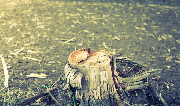 Tronco d'albero in decomposizione (effetto vintage elaborato immagine filtrata . ) — Foto Stock