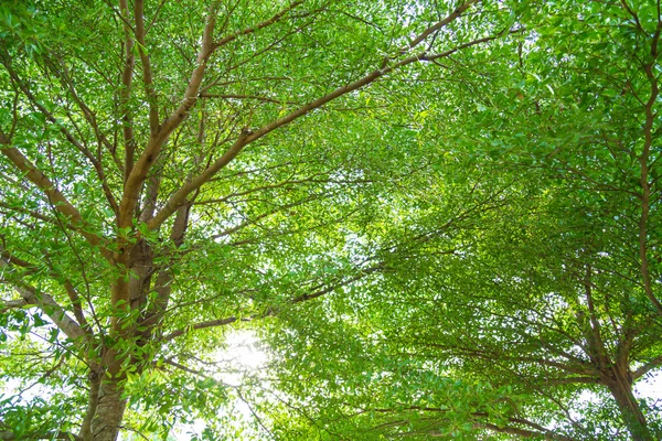 有阳光的绿色森林 — 图库照片